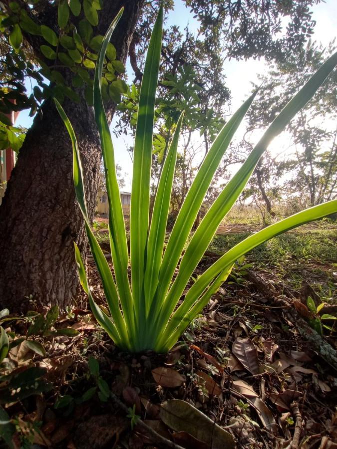 Chale Aconchegante, Pertinho Da Cidade E Conectada A Natureza Brasília Exteriér fotografie